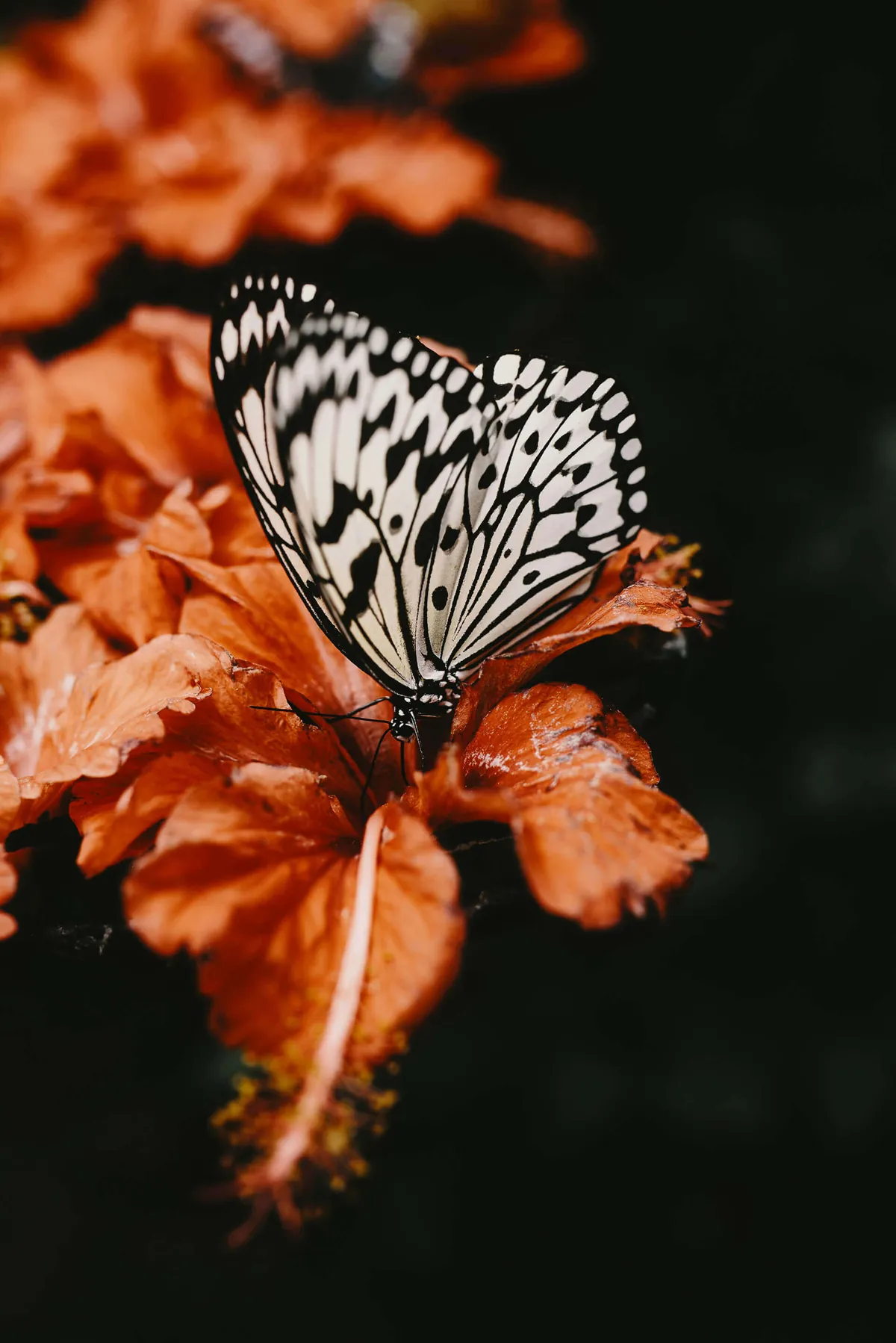CloudFold gallery layout preview image 16